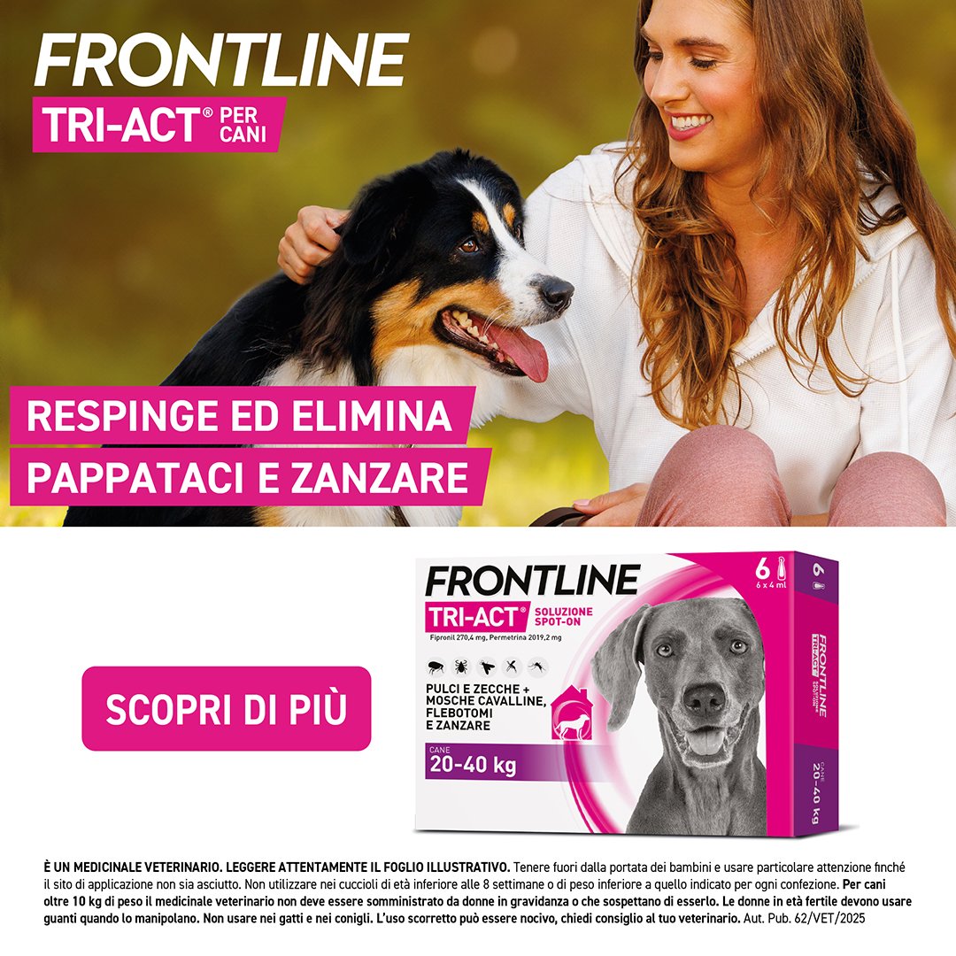 frontline