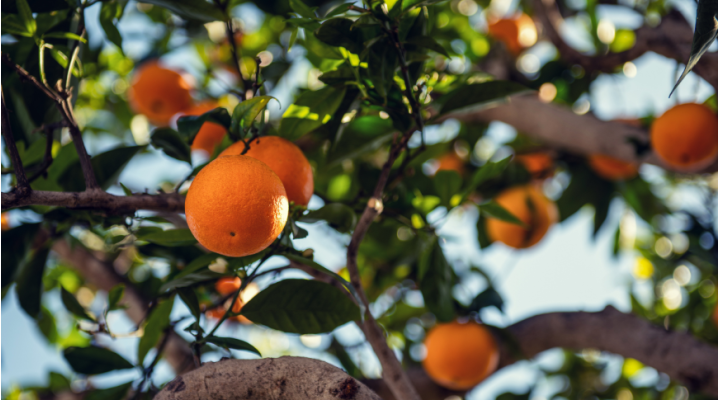 Frutta a basso indice glicemico: quale scegliere per tenere sotto controllo la glicemia