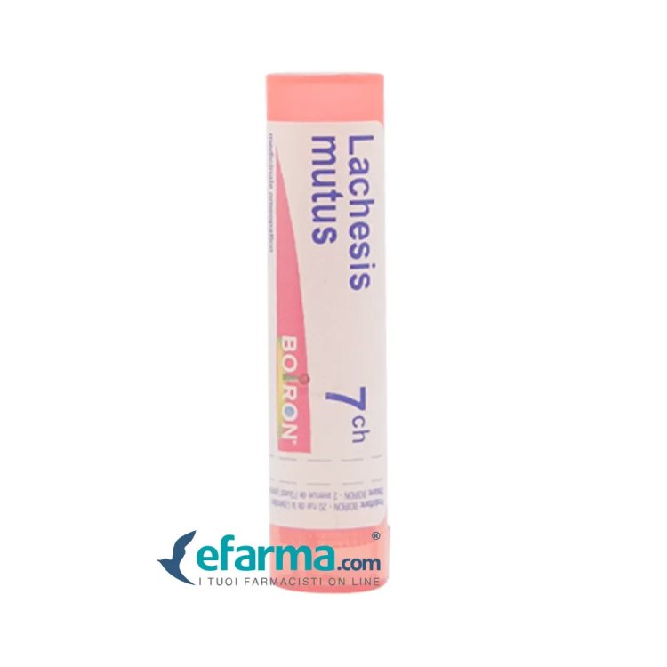 Similia Lachesis Mutus 24LM Gocce Omeopatiche 10ml Similia Lachesis Mutus 24LM Gocce Omeopatiche 10ml