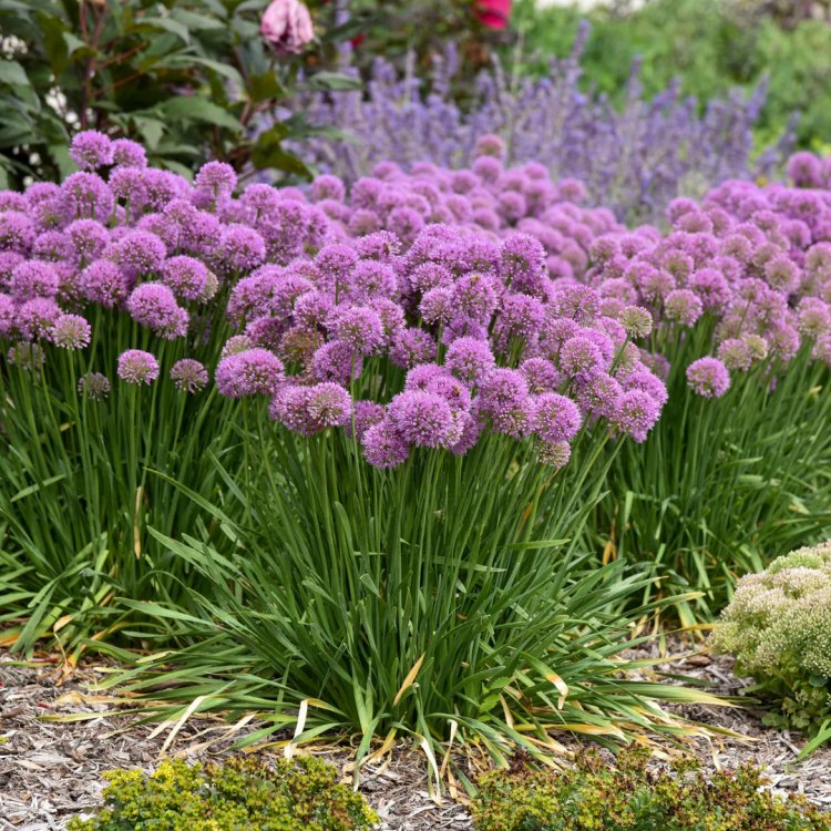 Hering Allium Cepa 50000K Gr Omeopatico