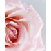 Nivea Crema Corpo Rosa e Argan Idratazione Intensa 500 ml